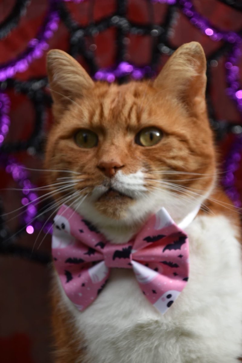 TommyTheGinger1's tweet image. Morning 😻 #CatsofTwittter #CatsOfX #catstagram #gingercat #halloween