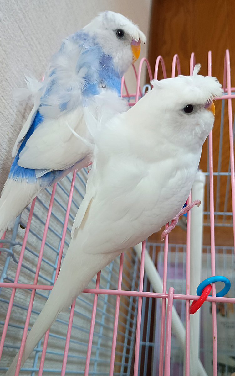 Tweet media one