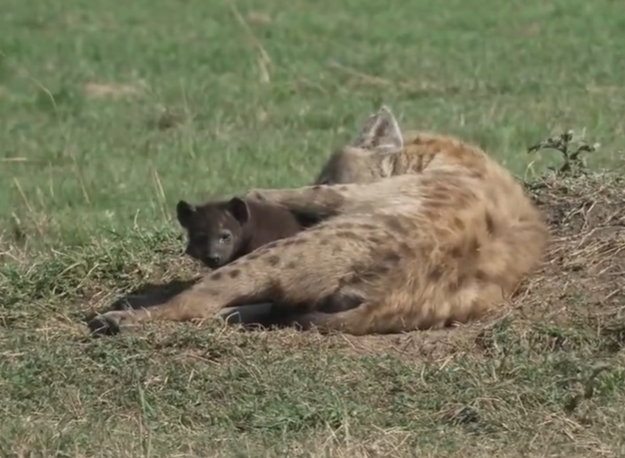 loveellisSwiss's tweet photo. Masai Mara today :))

Topi males
Scavengers
Hyena Mom with cub
Leopard near Sand River 

#MasaiMaraLive     #wildearth    #redLinewednesday https://t.co/E1hXtoLJBS