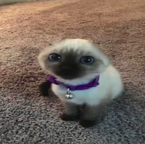 lolspoon tweet media