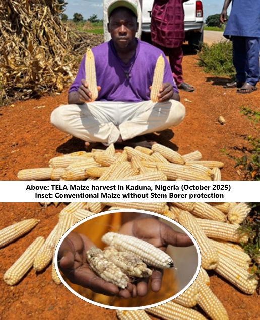 "Without #BtMaize, farmers endured 5 extra years of about 15% pest losses each season"- Dr. Daniel Willy, <a href="/aatfafrica/">AATF Africa</a>  

 #AgTechAdoption #FoodSecurity #NutritionSecurity #AgTech #Biotech #AfricanAgriculture