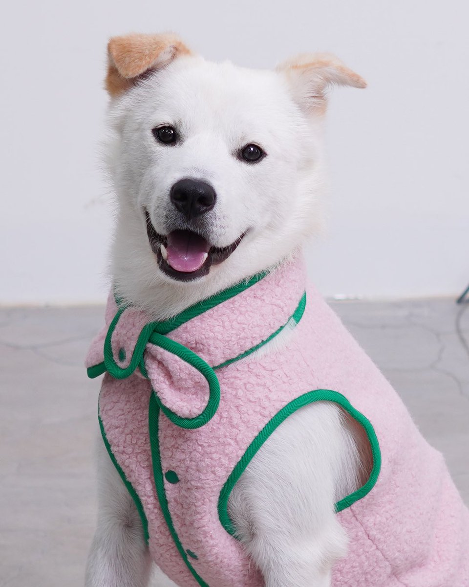 💛가족 찾는 폴💛
성격이 정말 좋아요👍🏻
어디 가서도 적응 잘 할 것 같아요🩷

가족 찾는 친구들 옐트 놀러오세요
이쁜 사진 찍어드려요🫶🏻