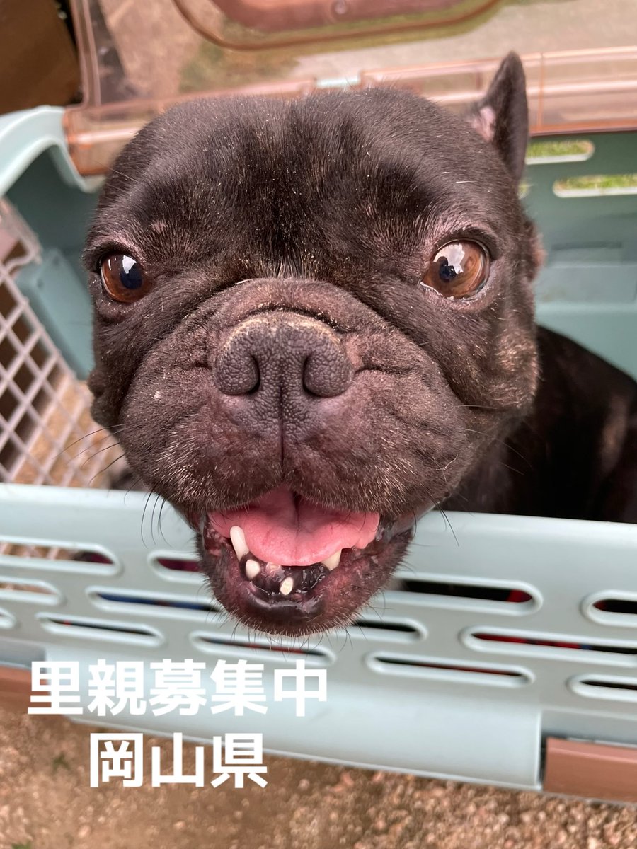 里親募集中‼️
ナミちゃん🐾

#里親募集中#フレブルブルドッグ#岡山県#殺処分ゼロ