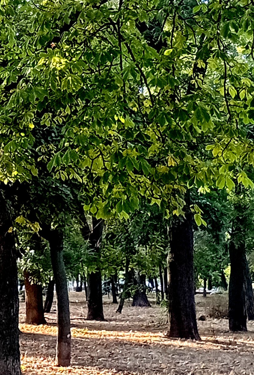 Катерина Галич tweet media