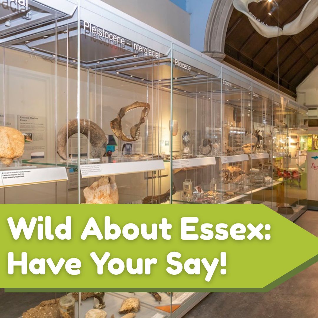 Wild About Essex is the redevelopment of Colchester’s Natural History Museum.

What stories should we tell? How should people access the collections and nature on their doorstep? Tell us in a short survey: buff.ly/uS4spfx