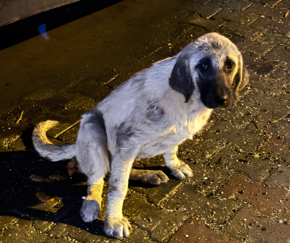 DogDeskAction's tweet photo. Our clinic work is paused due to eye-watering debt. Then this young girl came in with a broken leg. What could we do? How can we say no? 💔

No credit lines left, no idea how we’ll pay, but we took her in. Please keep her  and us  in your prayers. I’m very worried 🙏🐾 https://t.co/cBhs5XSxus