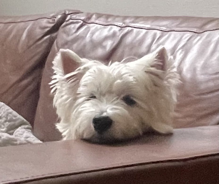 cococh2525's tweet photo. メルト犬 https://t.co/vLz0dPiCrK