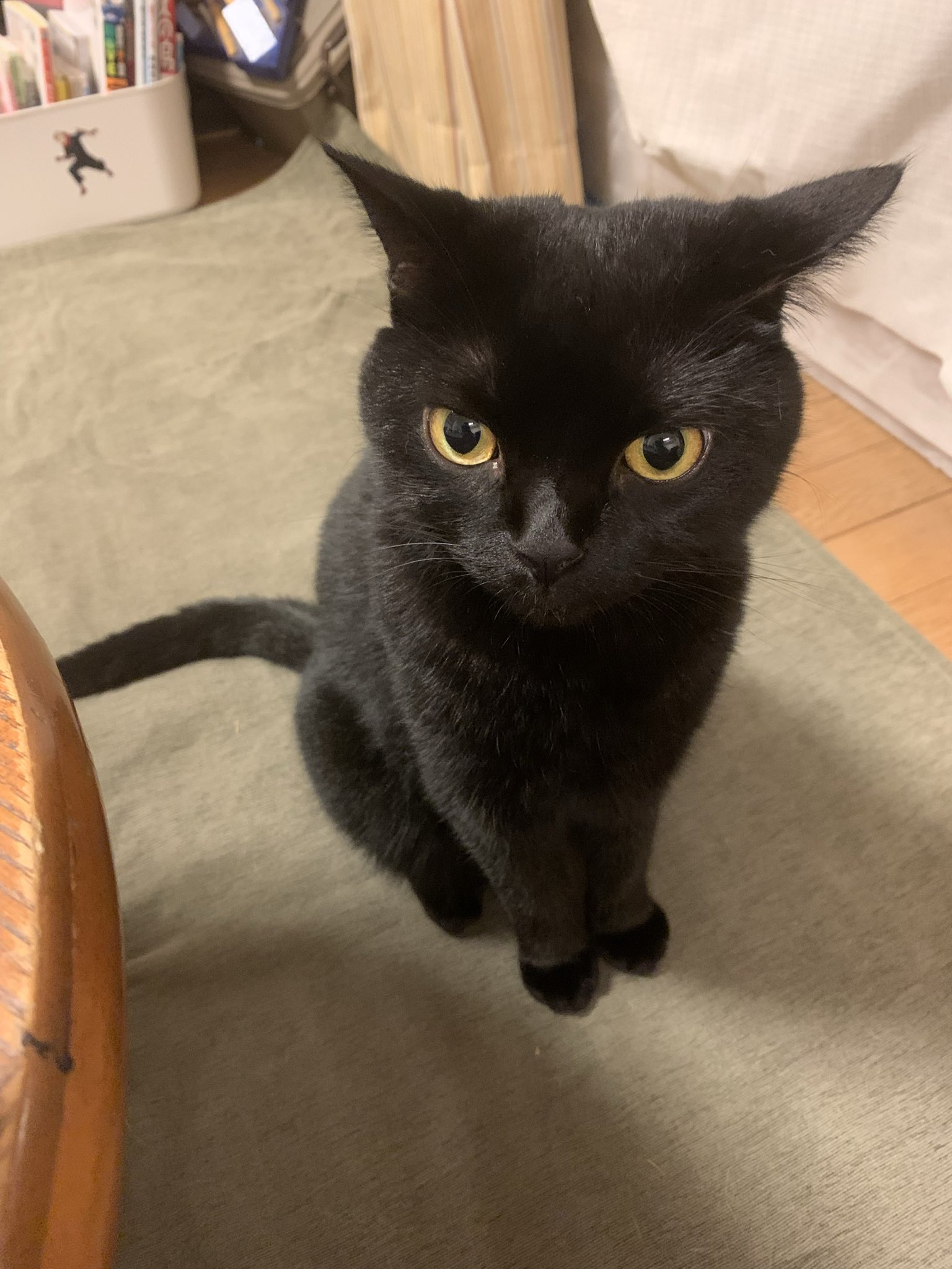 くろねこ 尾崎さくま👴🏻 on X: 