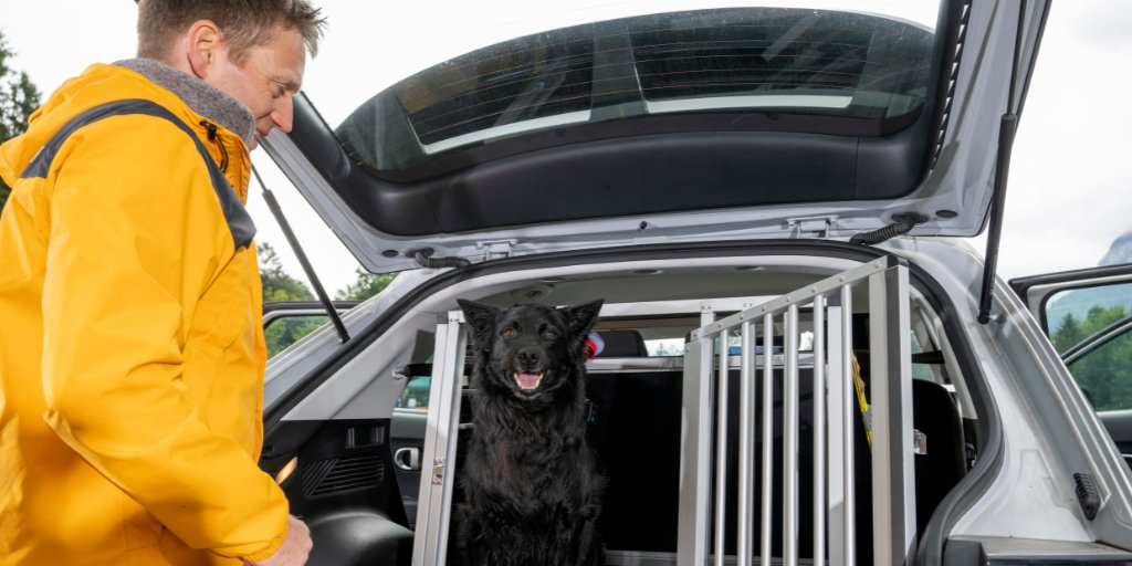 Test delle gabbie per cani: alcuni modelli si frantumano nel crash test 🐕! Una gabbia sicura non protegge soltanto l’animale, ma anche gli occupanti del veicolo. Per saperne di più 👉 brnw.ch/test_delle_gab…

#myTCS #GabbiePerCani #Crash #Test