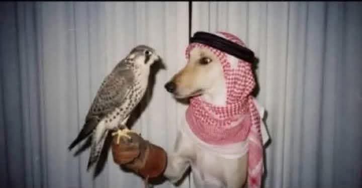 POV:

عراقي سافر السعودية