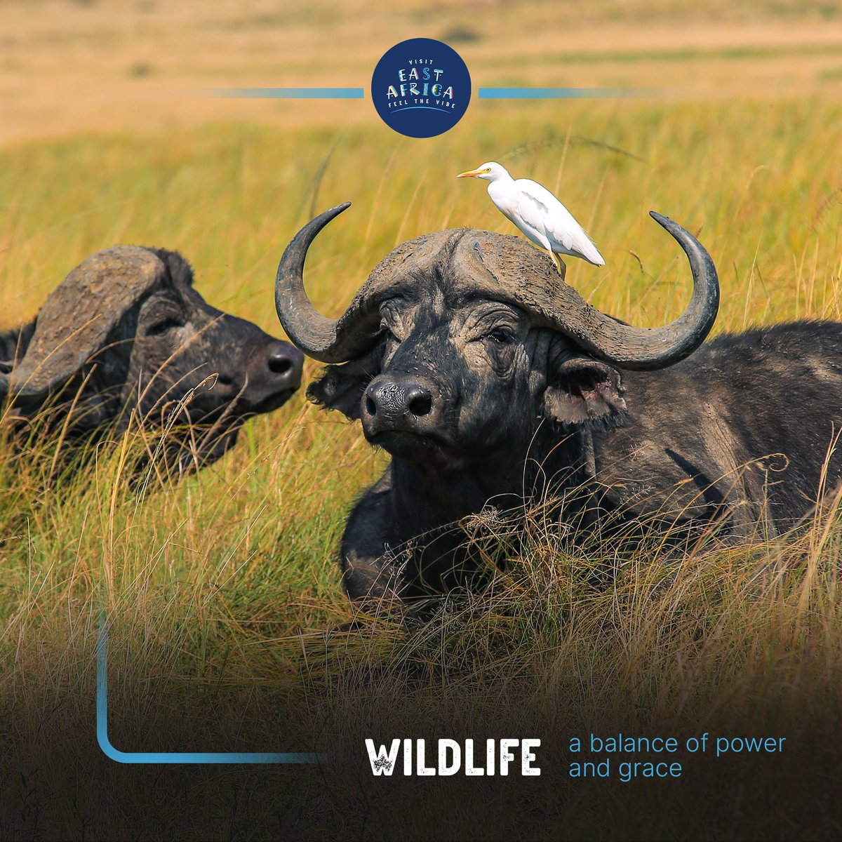 EAfeelthevibe's tweet photo. On the open plains, power and grace find balance. The buffalo, unyielding, shares its space with the delicate egret perched upon its back. It is a lesson in coexistence, written not in words but in the living rhythms of the savanna. #SafariVibes #visiteastafrica #FeelTheVibe https://t.co/JJQZMhpeNq