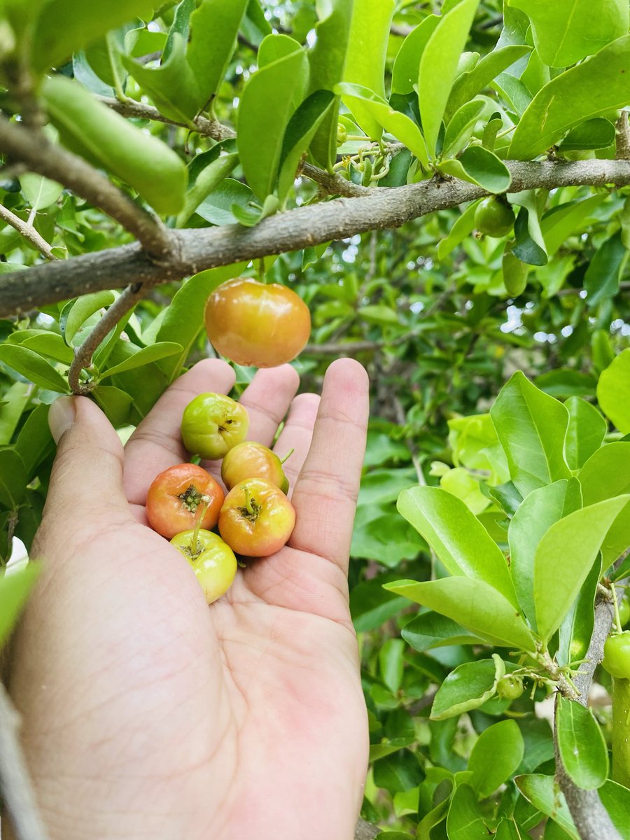 Tiến Đức | Peter tweet media