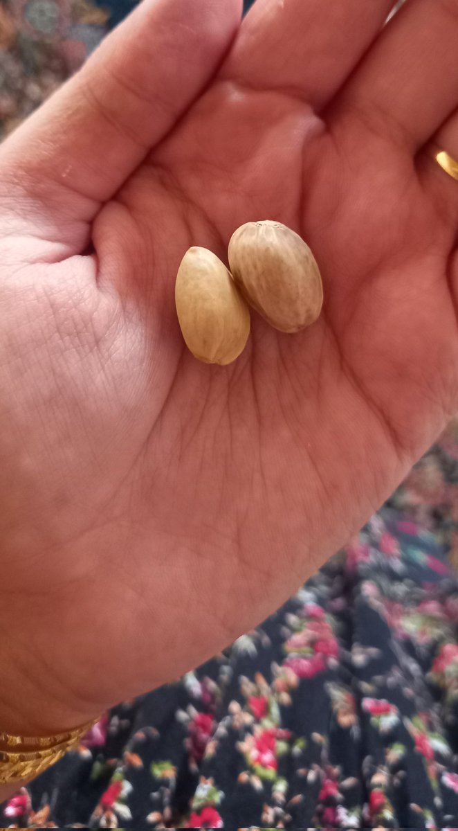 کاتێ لە شایی دێیتەوە
+گیرفانی مێردەکەت
🗿