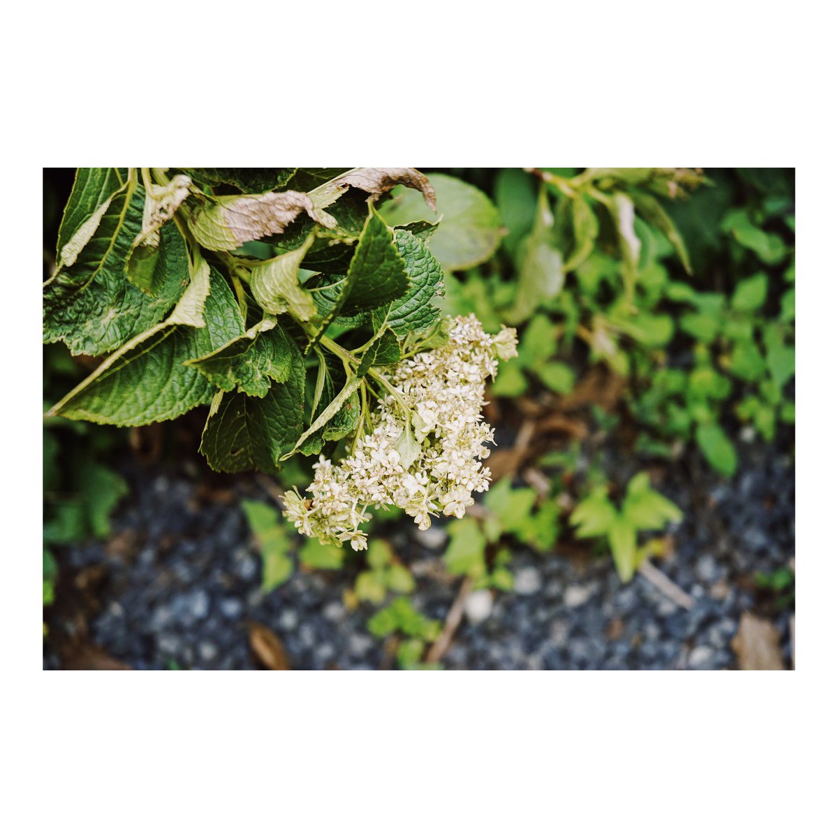 thousand1967's tweet image. #sony  #α7  #vsco