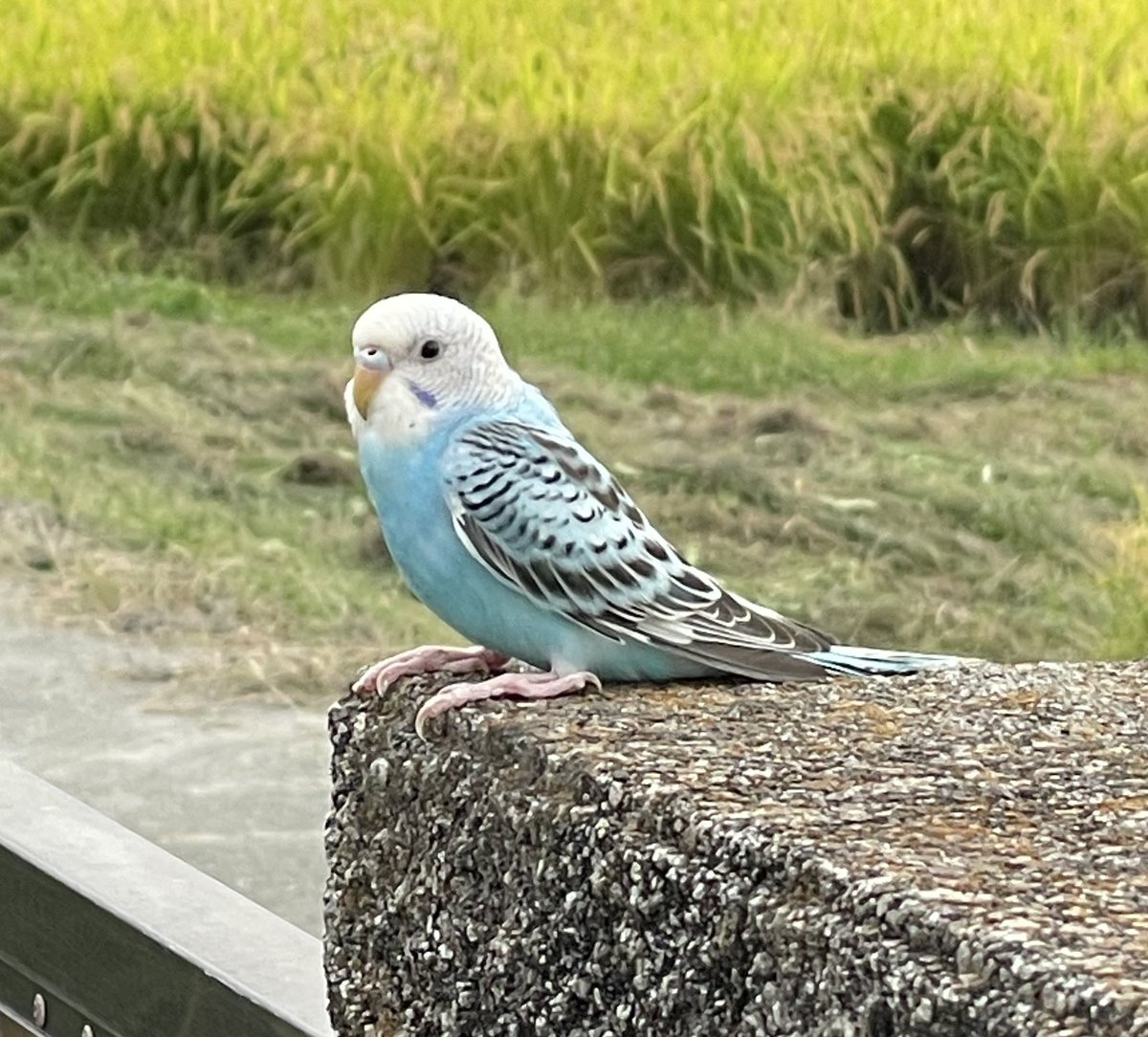 鳥子 (@AuX50FOm42ABDJX) / Posts / X