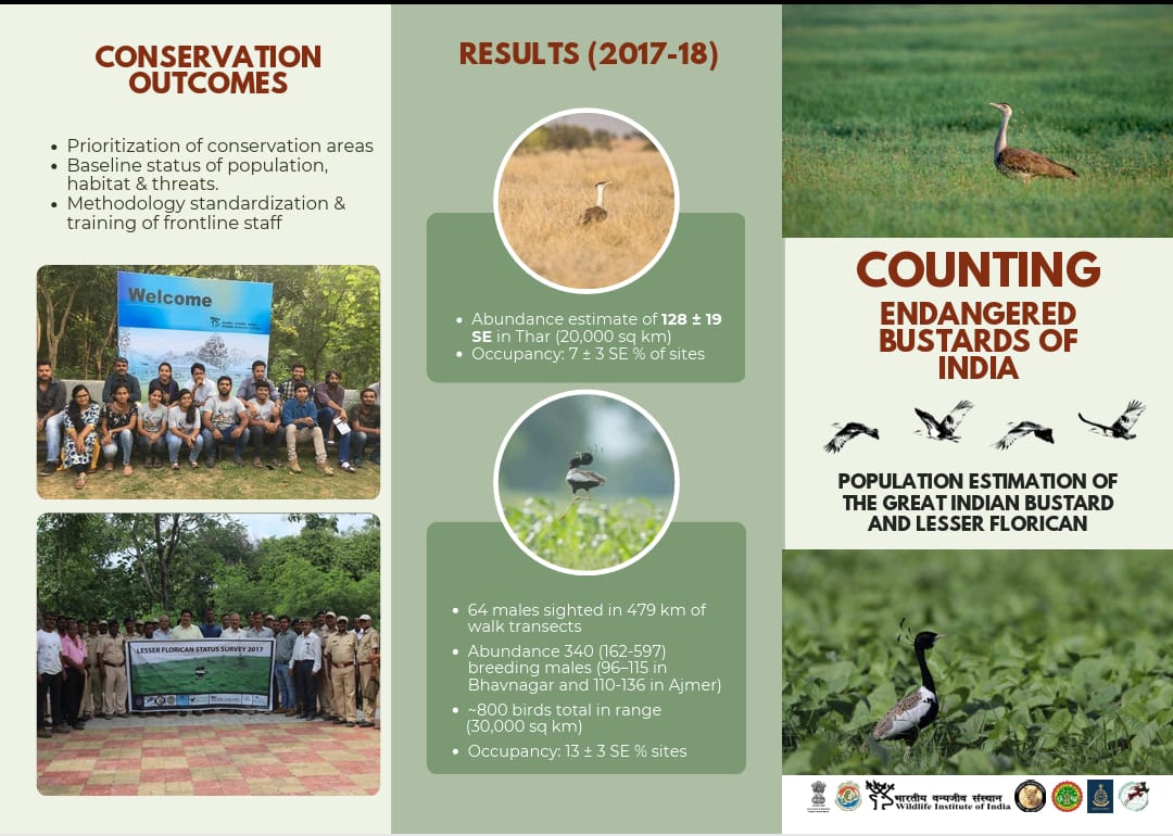 wii_india's tweet photo. Endangered but not forgotten! 

Population assessments of #GreatIndianBustard and #LesserFlorican will track their numbers and habitat, as conservation efforts try to recover the icons of Indian's grasslands

#Wildlifeweek #ProjectGIB #NationalCAMPA
@moefcc @wii_india @ForestRajasthan @BustardProgram  @GobindsagarBha1 @SutirthaDutta82