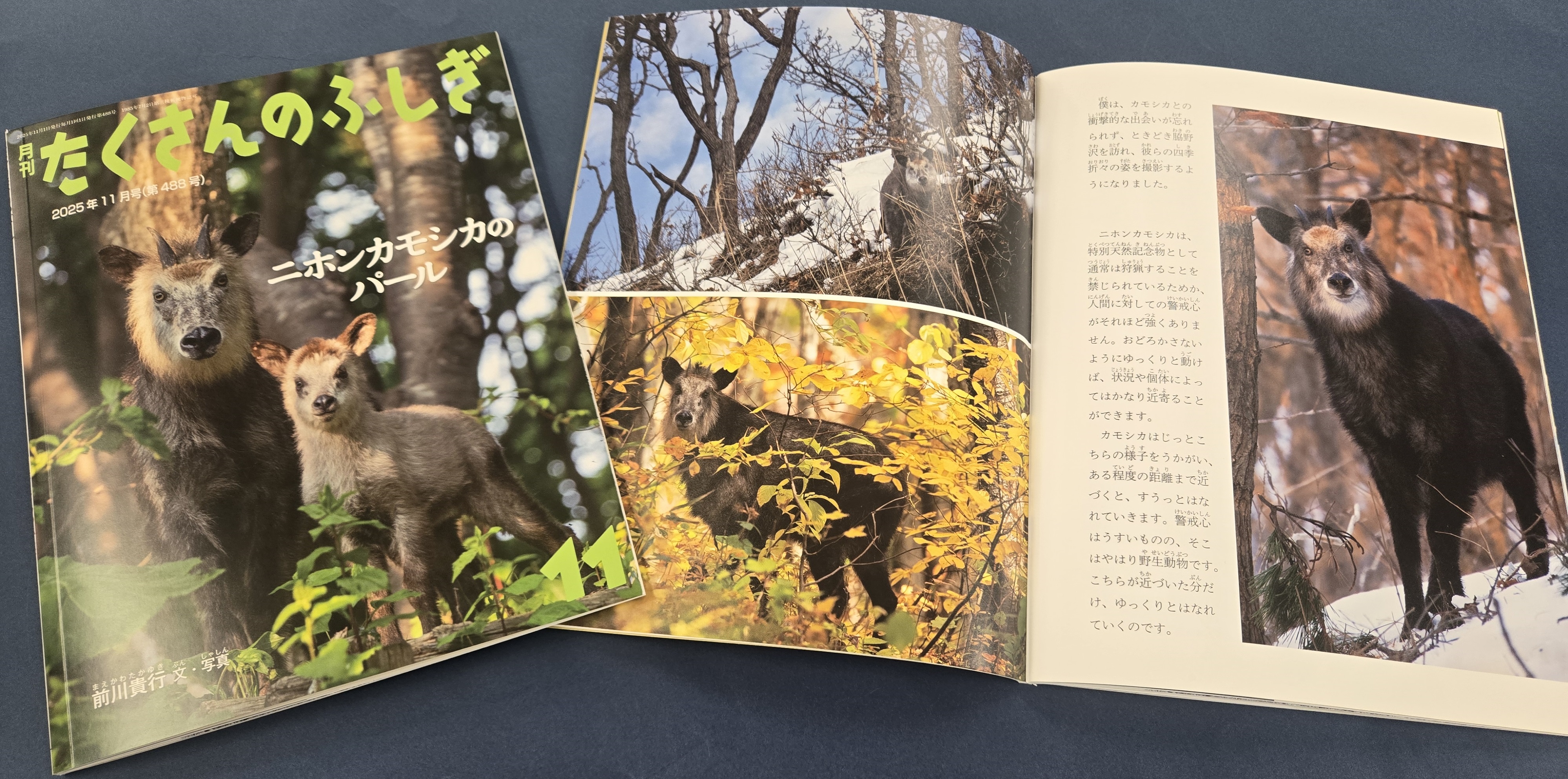 たくさんのふしぎ 全24冊セット たくさんのふしぎ 全24冊セット