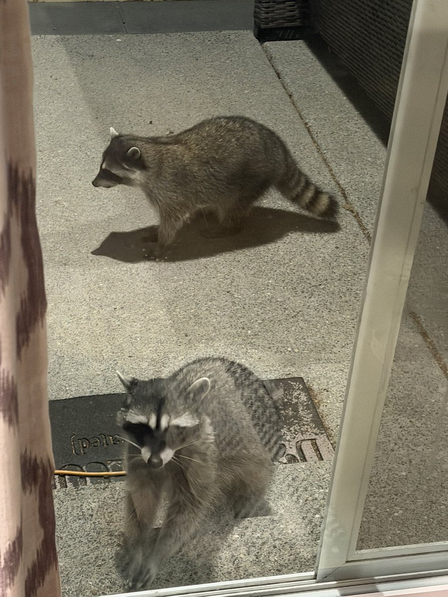 CASSIUS :: THAITAILS // FWA tweet media