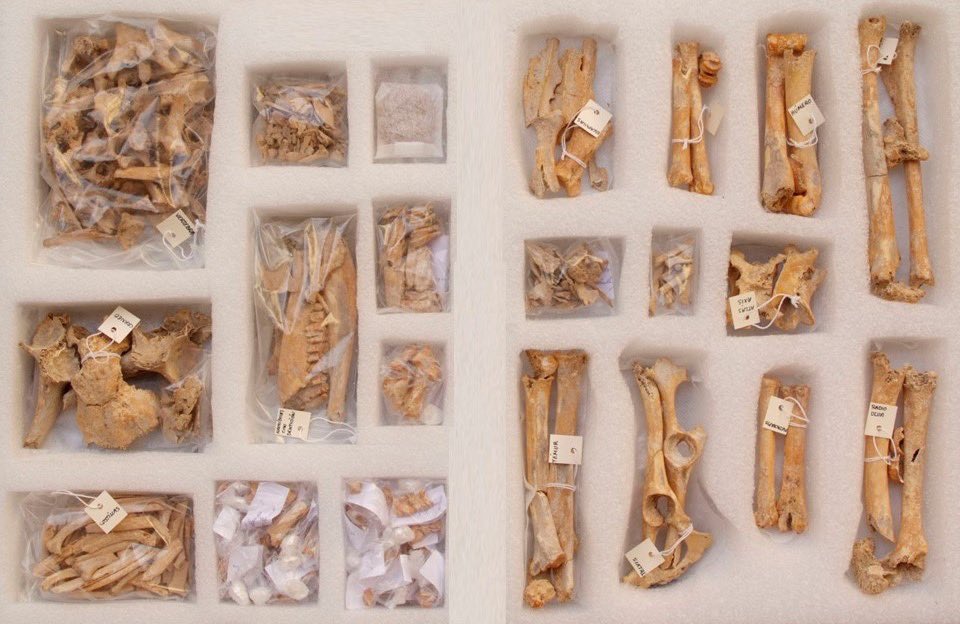 👩🏻‍🔬 📦 Una de les operacions bàsiques de prevenció que realitza l'equip de #RestauraMupreva és el condicionament de peces delicades en embalatges específics per a la seua adequada conservació, com és el cas d'este esquelet de #Cabra de l'#EdatDelBronze de la #LlomaDeBetxí 🦴 🐐