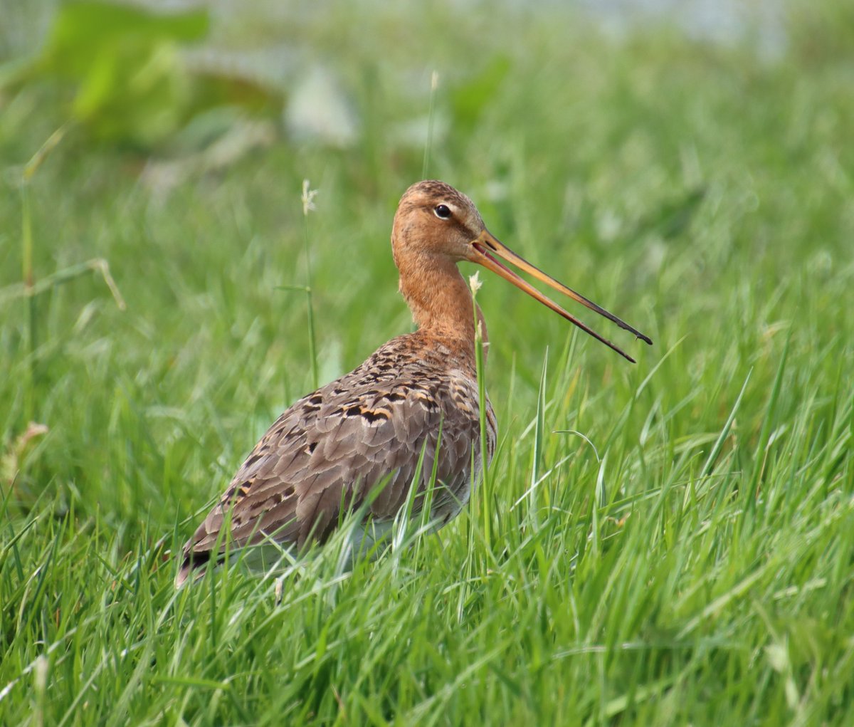 MarathonPeter's tweet image. Vogels zijn misschien wel de mooiste dieren. Ik heb een mega collectie. Een willekeurige selectie.
#vrolijke_vogels
#fot_o_ktober 
@jolandabrwr 
@mijnKopjeKoffie