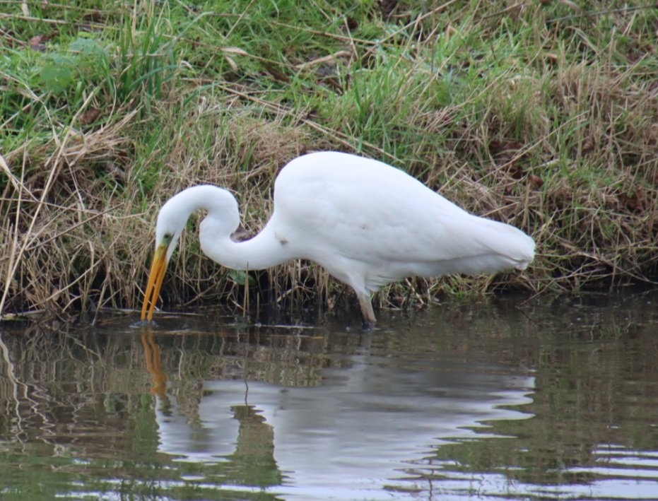 MarathonPeter's tweet image. Vogels zijn misschien wel de mooiste dieren. Ik heb een mega collectie. Een willekeurige selectie.
#vrolijke_vogels
#fot_o_ktober 
@jolandabrwr 
@mijnKopjeKoffie