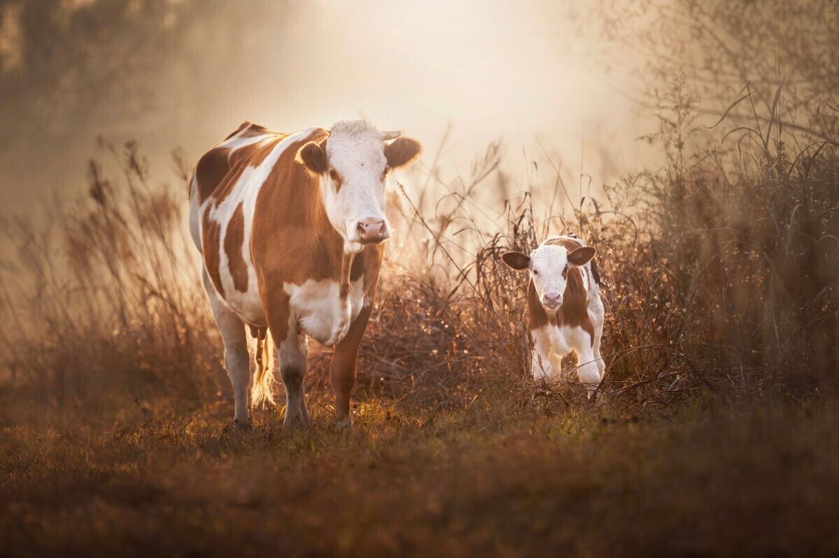 agroklub's tweet image. I ovogodišnji je izbor potvrdio da ruralni krajevi kriju prekrasne motive 💚
Uživajte u naboljim kadrovima #RuralFoto 2025 🤟📸

Više o dobitnicima nagrada na portalu:
agroklub.com/poljoprivredne…

Kako je bilo na dodjeli priznanja, pogledajte u galeriji:
agroklub.com/agrogalerija/p……