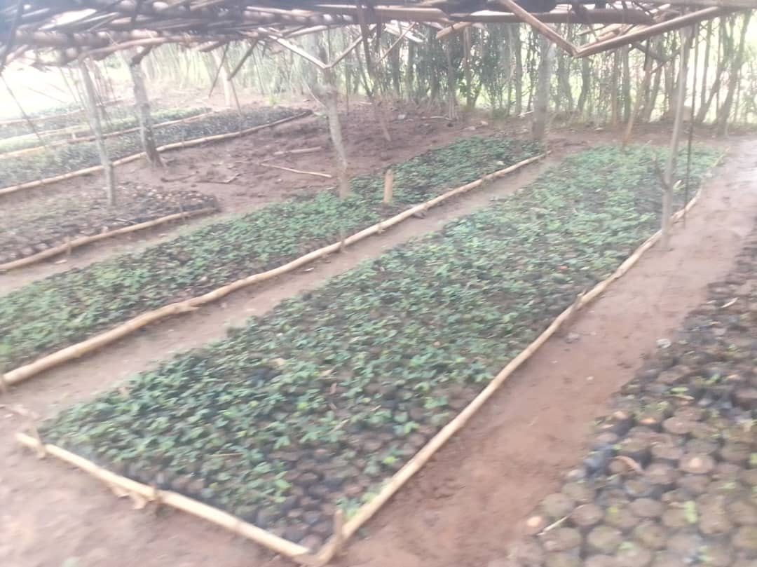 SaveGenOrg's tweet photo. Youth from @NtaramaBugesera are excited about this initiative under @SaveGenOrg’s Env’t Protection and Climate Change Resilience Program,saying it will help them fight climate change and boost self-development. We sincerely thank #AcordRw for supporting this impactful initiative! https://t.co/6vRujXpzZj