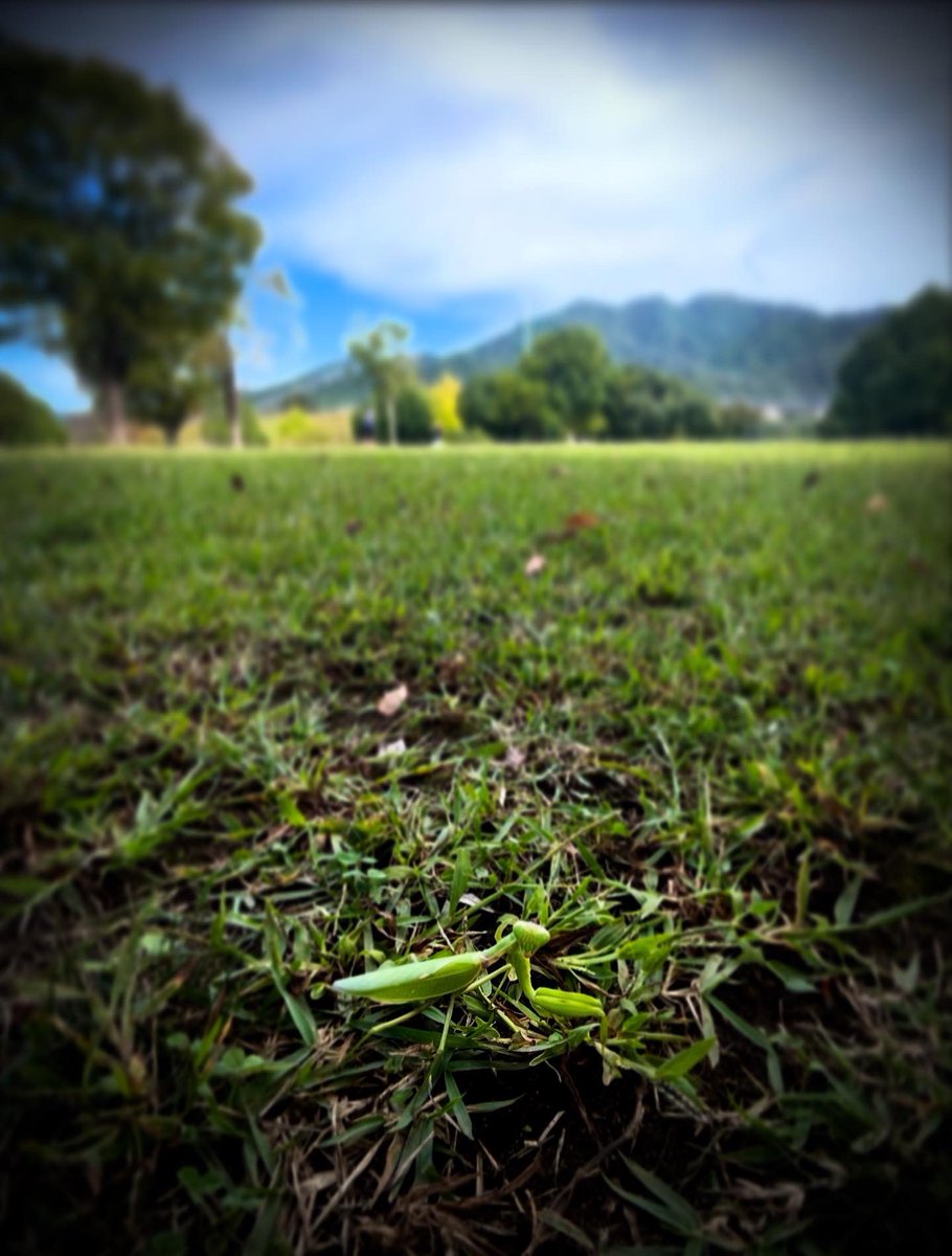 shachounosuke's tweet photo. 宮ヶ瀬で水わらび餅ほうじ茶ミルクをいただいていたらカマキリが通り過ぎ、写真撮ったらガン見され、モンキーちゃんの写真を撮り忘れ、初めてステッカー機能で不自然に貼り付けてみました💨#モンキー125 #宮ヶ瀬湖畔園地 https://t.co/kxN88mMqas