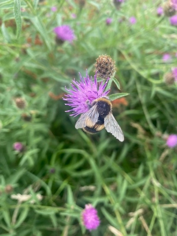 Bu i Gyfrifiadau Blodau a Phryfaid yn Sir y Fflint yr haf hwn gofnodi hyd at 26 o beillwyr mewn 10 munud ym Mharc Gwepra. Mae rheoli blodau gwyllt yn helpu peillwyr i ffynnu. #Bioamrywiaeth #Sir y Fflint