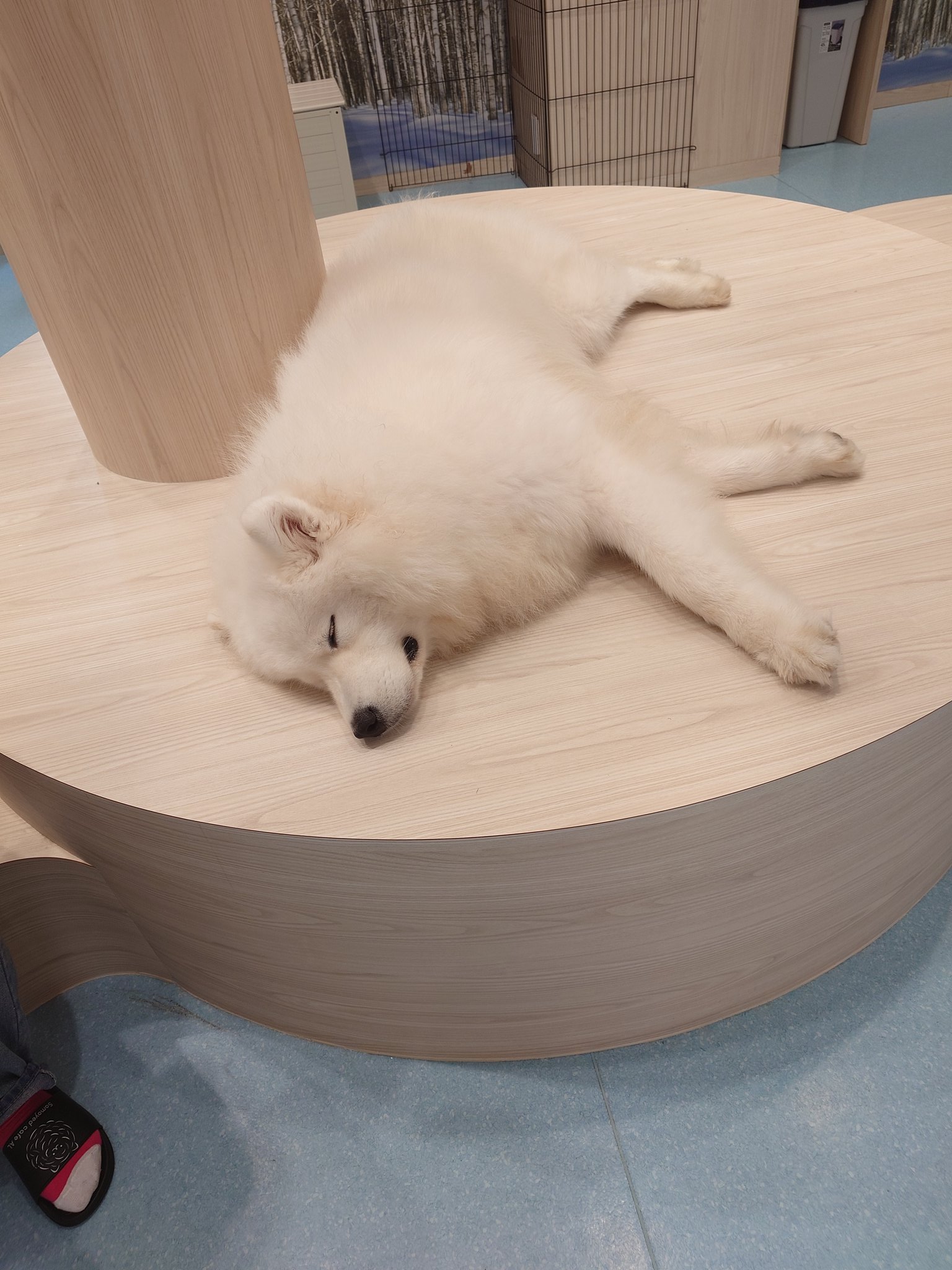 ボンちゃんさん専用 タフボーイ 【早割7%OFF】フィットちゃん ランドセル タフボーイ