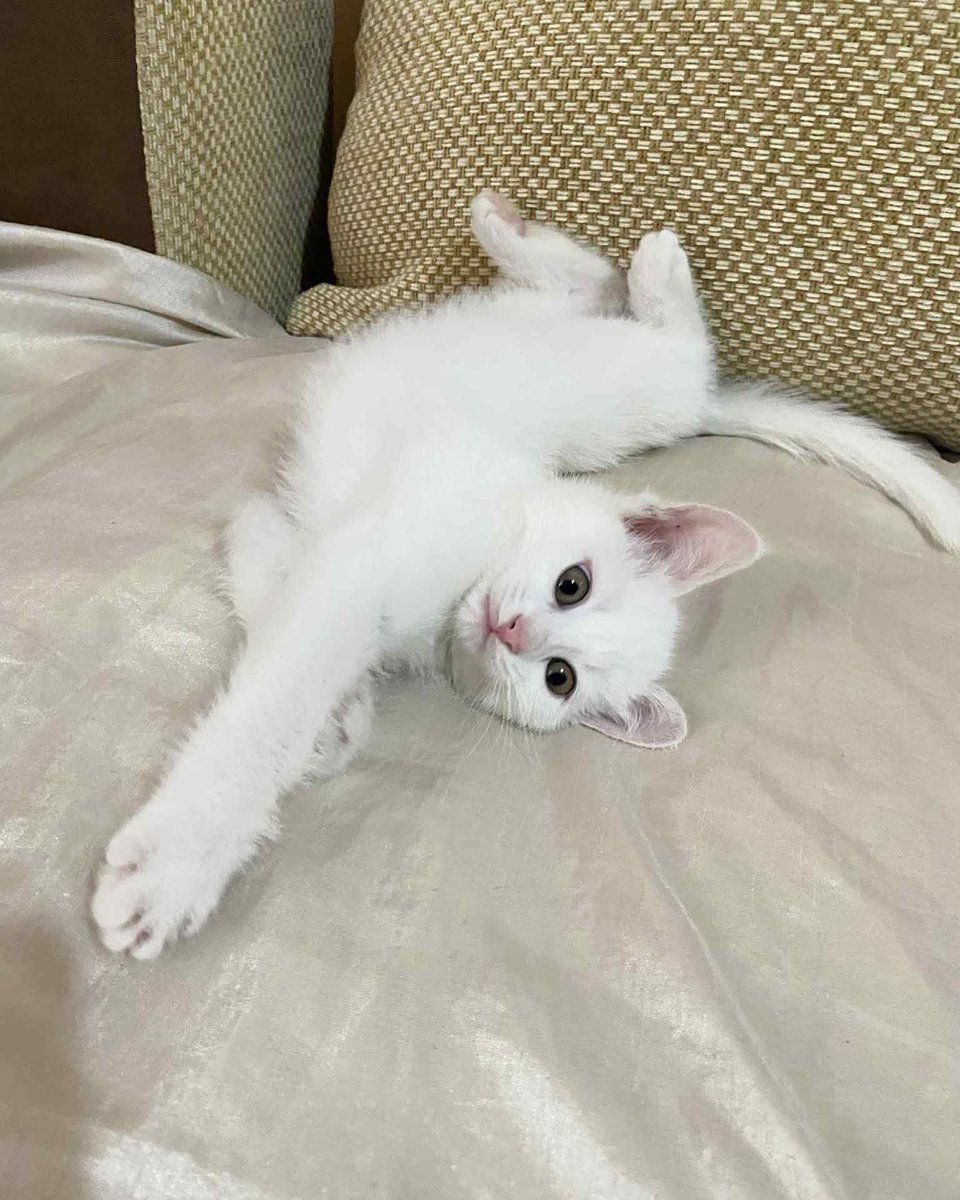 Знову викинуті кошенята
Люди , що з вами Ви вже втратили і совість, і страх, і взагалі людську подобу??
 Знайома забрала ТИМЧАСОВО!! додому!!
Одну манюню вирішила залишити собі, а інше терміново шукає сім'ю 
Тернопіль 
0969936309