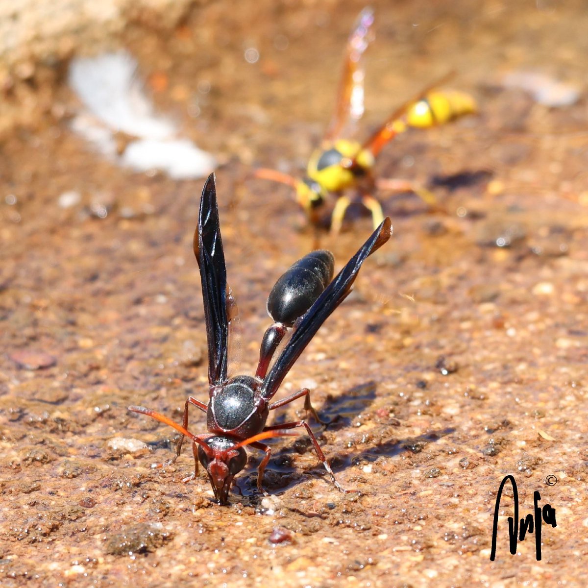 AnjaBSch's tweet image. Thirsty #wasps
#photography #nature #outdoors #garden #goedemorgen #insects