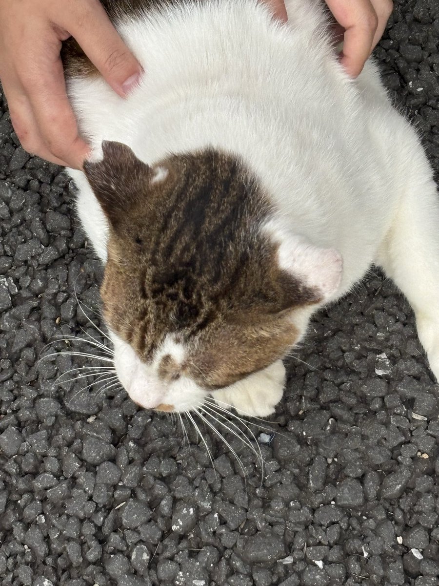 FuFuFu88Fu's tweet image. 出先で出会った

ねこちゃん♡

なつっこくて

可愛かった🥰

 #ねこ  #猫
 #地域猫
 #cat