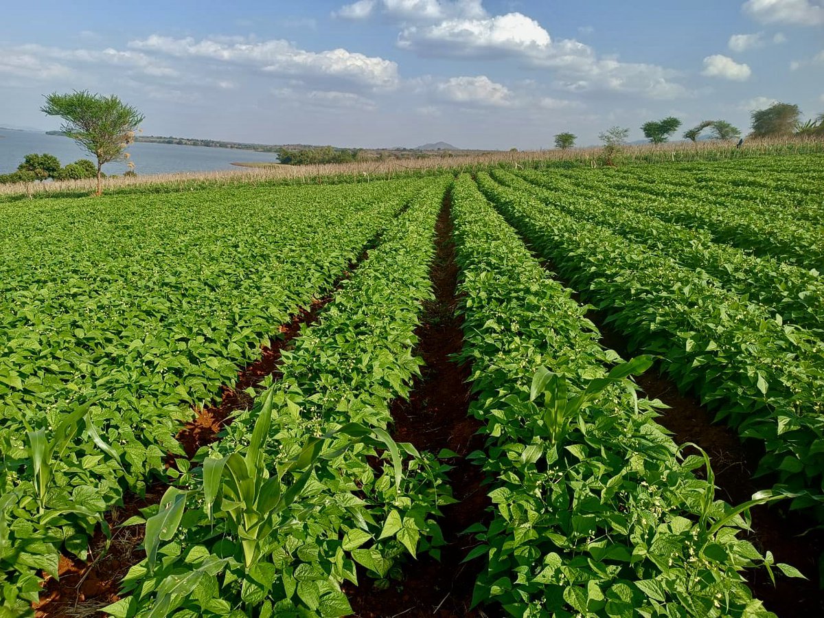 gracious_farm's tweet photo. French beans farming https://t.co/Q7SxjAPYQ1