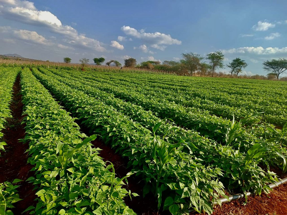 gracious_farm's tweet photo. French beans farming https://t.co/Q7SxjAPYQ1