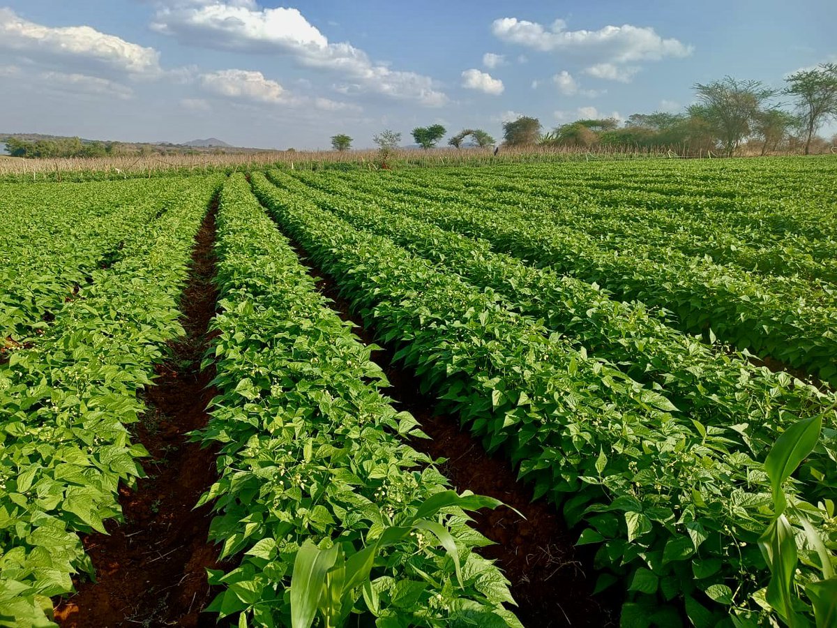 gracious_farm's tweet photo. French beans farming https://t.co/Q7SxjAPYQ1