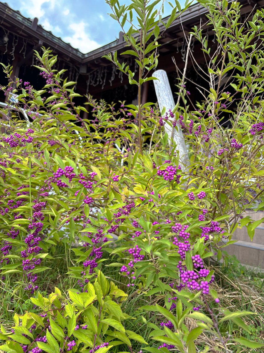 info_murasaki's tweet photo. ムラサキシキブ
という名前の植物をご存知でしょうか？✨
ちょうど今の時期にかわいい小さな紫の実をつける植物です

紫ゆかりの館入口そばのムラサキシキブが見頃を迎えています📷✨ https://t.co/IUhRlDkGYj