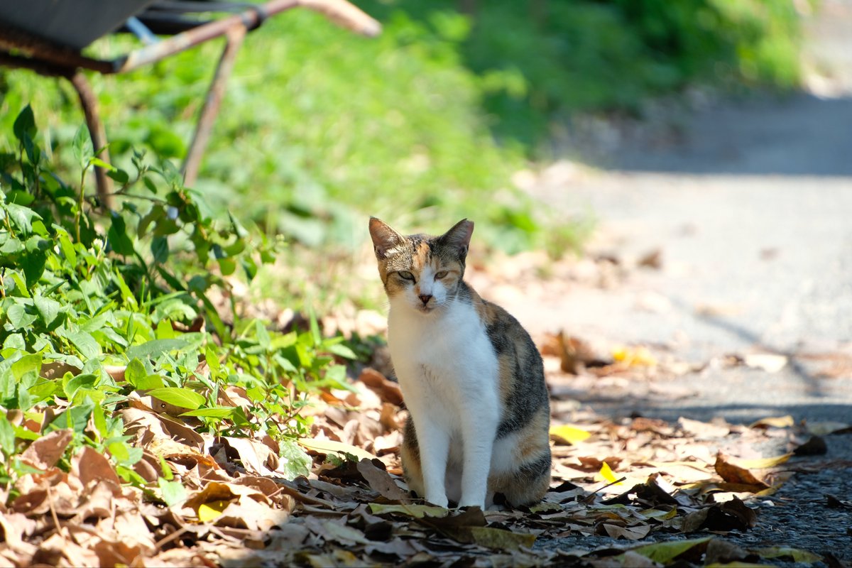 fuji_xsr155's tweet image. 湯島で猫たちと戯れてきた！
人懐っこくてベンチに座ってると足の上に乗ってきたりして超～可愛かった！
まだ日中暑すぎて汗だくだったから、次行く時はもっと涼しい時にしようかな
#湯島 #猫島 #熊本
