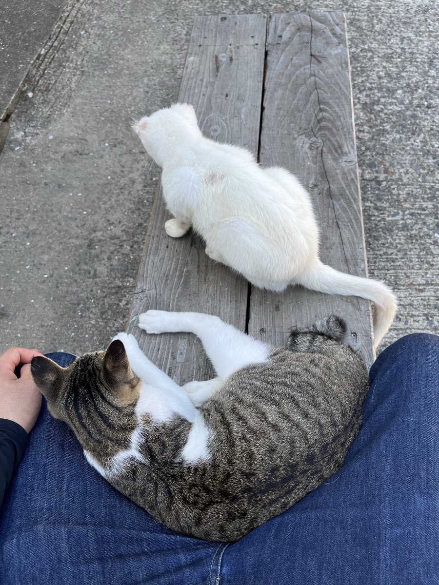 fuji_xsr155's tweet image. 湯島で猫たちと戯れてきた！
人懐っこくてベンチに座ってると足の上に乗ってきたりして超～可愛かった！
まだ日中暑すぎて汗だくだったから、次行く時はもっと涼しい時にしようかな
#湯島 #猫島 #熊本
