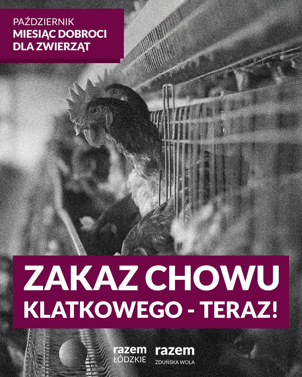 damian_krawczuk's tweet photo. W Razem wierzymy, że każde czujące stworzenie zasługuje na szacunek i wolność od cierpienia. W tym szczególnym miesiącu dobroci dla zwierząt chcę przypomnieć o naszej "Karcie Praw Zwierząt" – dokumencie, który jasno definiuje nasze postulaty na rzecz etycznego traktowania zwierząt w rolnictwie i nie tylko. Przede wszystkim domagamy się natychmiastowego wprowadzenia zakazu chowu klatkowego w Polsce i całej Unii Europejskiej. To barbarzyńska praktyka, która skazuje miliardy zwierząt na życie w ciasnych, nienaturalnych warunkach, bez możliwości ruchu, dostępu do świeżego powietrza czy realizacji instynktownych zachowań. W Polsce aż 71,8% kur niosek jest trzymanych w tzw. klatkach wzbogaconych, które wcale nie gwarantują dobrostanu. Popieramy Europejską Inicjatywę Obywatelską „Koniec Epoki Klatkowej”, która zyskała poparcie Parlamentu Europejskiego i milionów obywateli. Kraje jak Luksemburg, Austria czy Szwecja już zakazały takich praktyk, pokazując, że zmiana jest możliwa. W naszej Karcie Praw Zwierząt idziemy dalej: postulujemy zakaz okaleczających zabiegów, jak przycinanie dziobów u kurcząt czy kastracja bez znieczulenia; odejście od ras brojlerów szybko rosnących, które cierpią na deformacje; likwidację klatek dla świń na rzecz chowu wolnostanowiskowego; zwiększenie dostępu do wypasu dla krów (obecnie tylko 10% ma taką możliwość). Chcemy też ograniczyć transport zwierząt do 8 godzin, wprowadzić monitoring w ubojniach i promować diety roślinne w placówkach publicznych, by zmniejszyć popyt na produkty z przemysłowej hodowli. To nie tylko kwestia empatii – to sprawa zdrowia publicznego, środowiska i zrównoważonego rolnictwa. Przemysłowy chów zwierząt sprzyja również epidemiom i przenoszeniu chorób na ludzi, ponieważ stłoczone w ciasnych warunkach zwierzęta, narażone na stres i nadużywanie antybiotyków, stają się świetnym środowiskiem dla mutacji i rozprzestrzeniania się patogenów.
Więcej o naszej karcie praw zwierząt przeczytasz na naszej stronie:
https://t.co/mt8L2OhUTE
Dołącz do nas i razem zmieńmy Polskę na bardziej humanitarną.