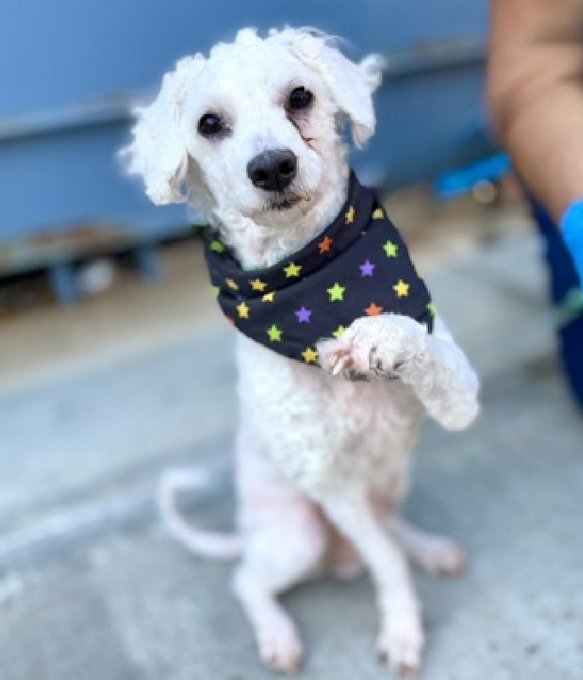 samj_jane's tweet photo. 🆘 Kill Command 🆘
Popcorn 13yrs 💔236845 #NYCACC Lovely little boy has heart murmur and elevated cardiac biomarker needs out FAST! Dm @CathyPolicky #FostersSaveLives #Pledge4Rescue Save Popcorn 🙏💔 #Saveour https://t.co/iTwCrJzTv6