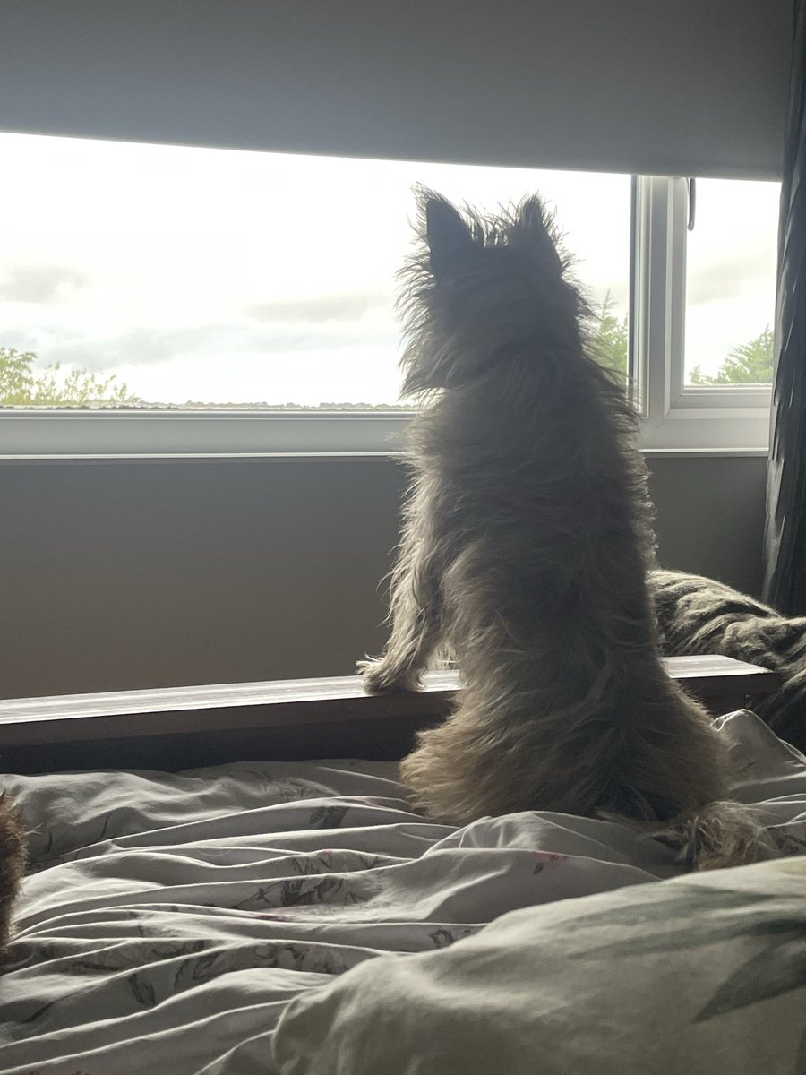 Woody loves a view from the big bed #btposse #cairnterrier