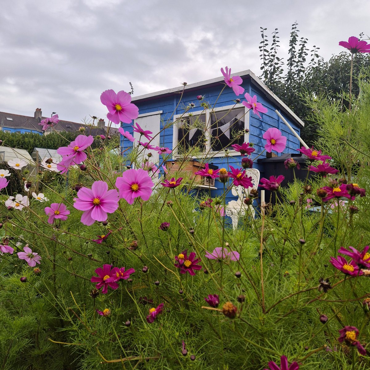 lovely_plot's tweet image. If you&apos;re not growing cosmos... what are you doing?! 
I sowed my cosmos in April and planted it out end of May... it didn&apos;t do much throughout the summer and it only flowered mid September! 
I&apos;m determined to keep it going until December 😂