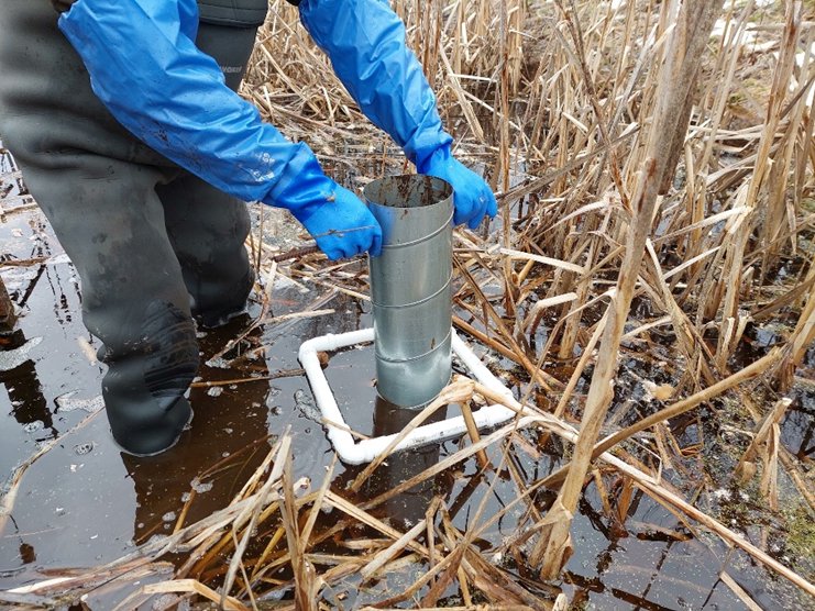 ExFuMo1's tweet image. Cold-season cattail harvest = cleaner water, happier wetlands, and usable biomass—without stressing the system. Win-win 👍
More on our blog ▶️ 1url.cz/8JhAe
#Wetlands #NatureBasedSolutions #WaterQuality #GoBelowground #ExFuMo