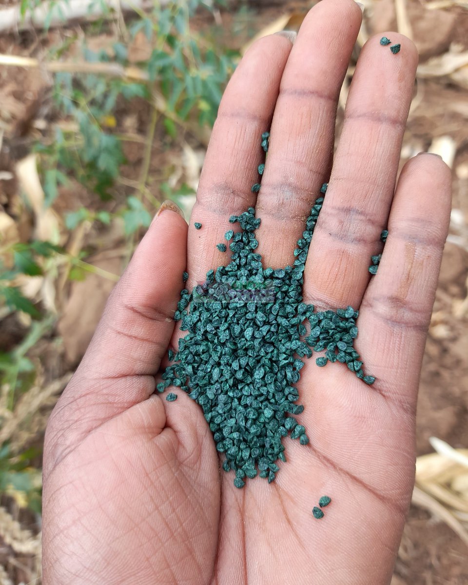 Nature reminds us that everything we need to succeed is within us ,we just need to take a deeper look ! 

For onions ,it only takes 18 weeks from seed to harvest !
 
Talk to us today for all your onion farming needs ! 

#seedlings#onionfarminginkenya #oniondoctor