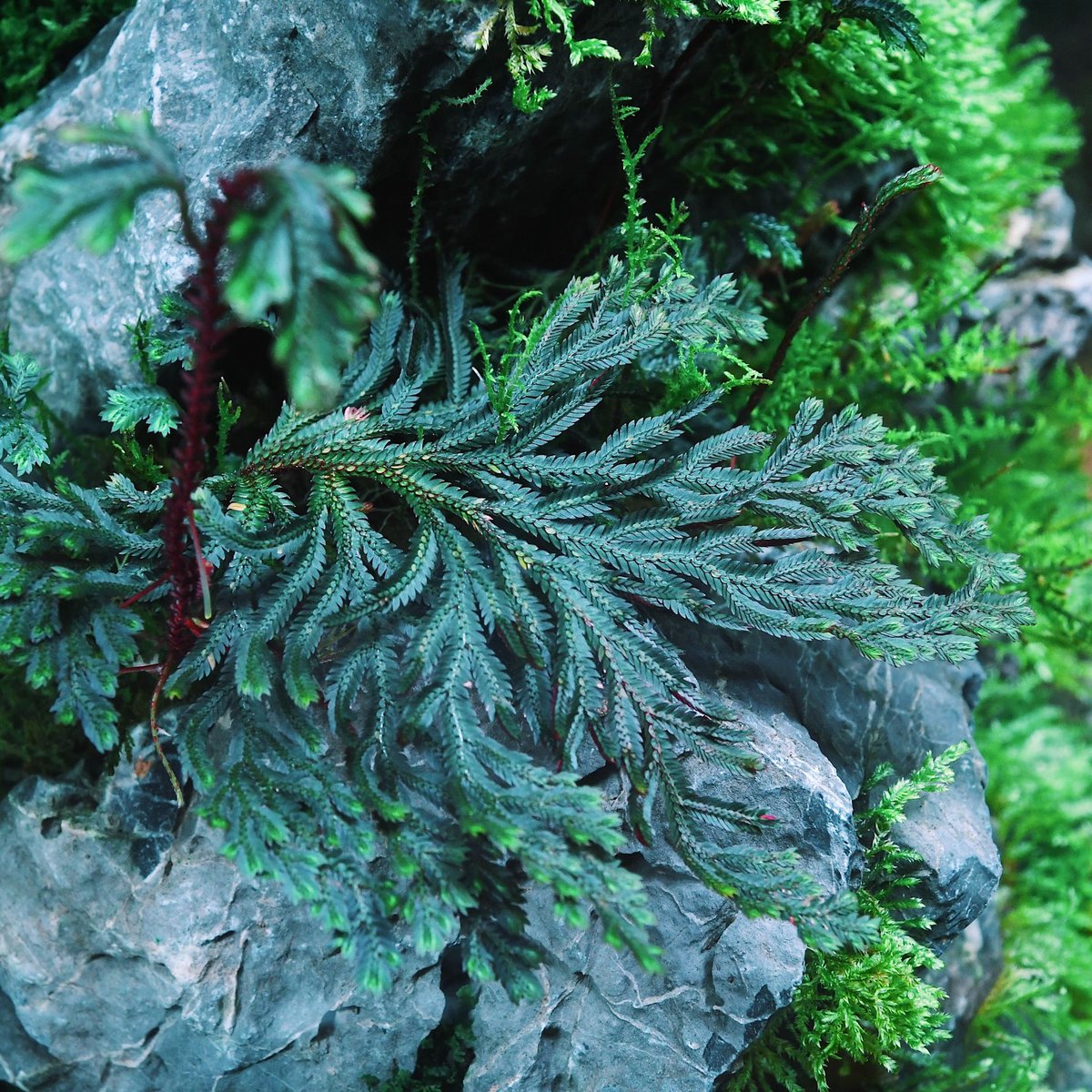 ada_lab_umeda's tweet image. PLANTS REPORT
: Selaginella erythropus

葉の表面は光沢を帯びた深い青緑色、裏面はシダ植物では珍しい紅一色で、そのコントラストが目を引きます。
強すぎない光量と蒸れない程度の高湿度下で良好に育ちます。

#adalab #adalabumeda #ada