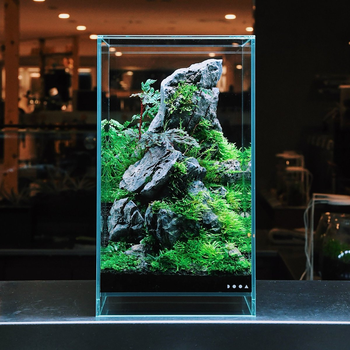 ada_lab_umeda's tweet image. PLANTS REPORT
: Selaginella erythropus

葉の表面は光沢を帯びた深い青緑色、裏面はシダ植物では珍しい紅一色で、そのコントラストが目を引きます。
強すぎない光量と蒸れない程度の高湿度下で良好に育ちます。

#adalab #adalabumeda #ada