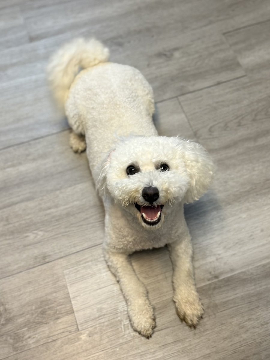 soozle2's tweet photo. @HotTakeX3 @dog_rates My Paddy does that too!! https://t.co/cIjm4yJn6v