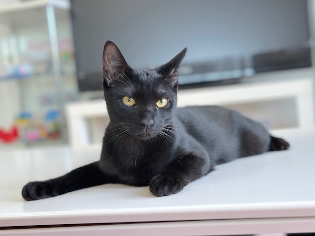 梅子の部屋 on X: 