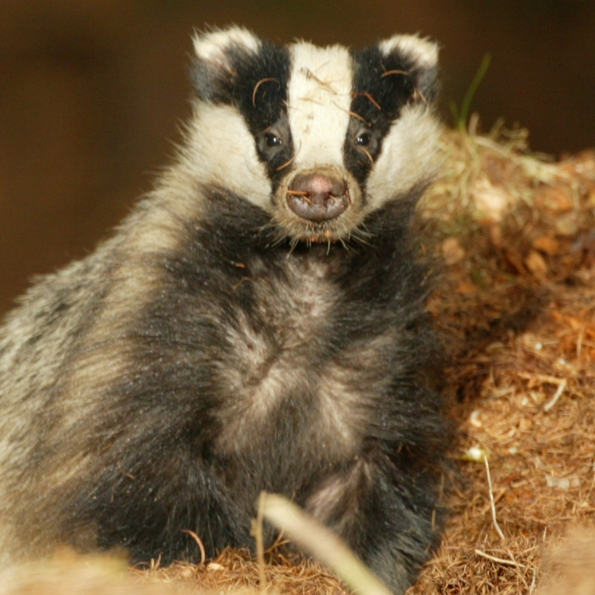 RobertEFuller's tweet image. Messy mustelid 😆🦡
A badger busy sorting out its bedding. These animals don't hibernate, but they are less active when the ground freezes so important it's comfy for them #photooftheweek